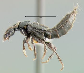 Media type: image;   Entomology 24102 Aspect: habitus lateral view